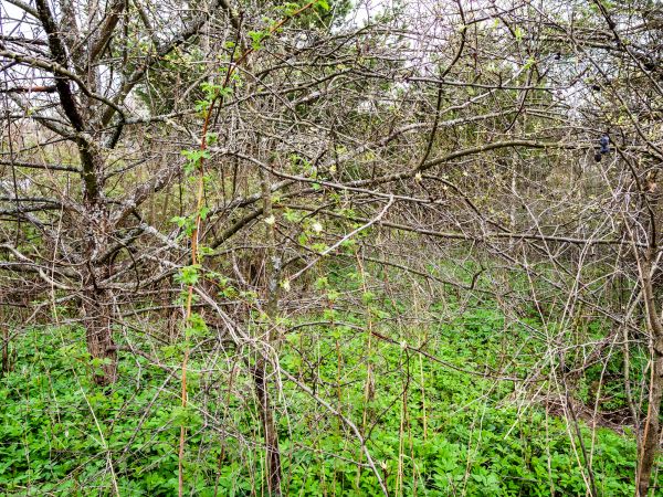 Underbrush Clearing in Laguna Niguel
