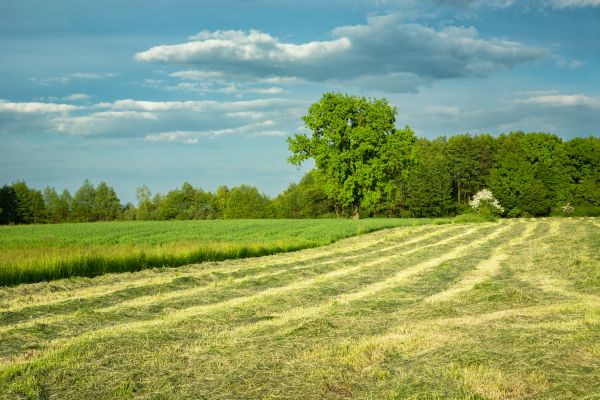 Cost of Vegetation Removal in Laguna Niguel