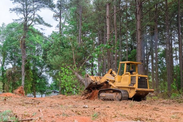 Forest Thinning in Laguna Niguel