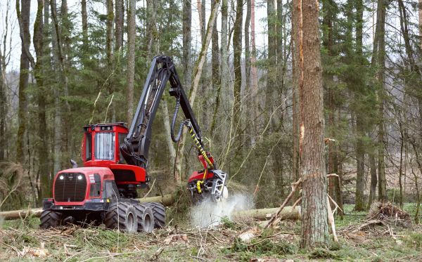 Cost of Forest Clearance Service in Laguna Niguel
