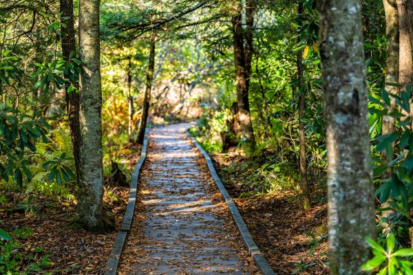 Cost of Trail Clearing in Laguna Niguel