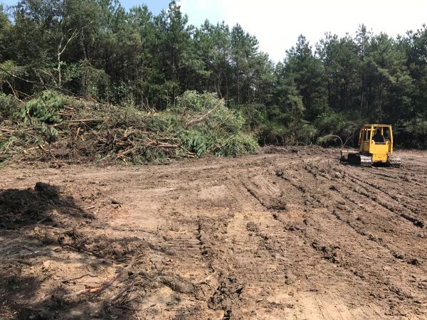 Cost of Thicket Clearing in Laguna Niguel
