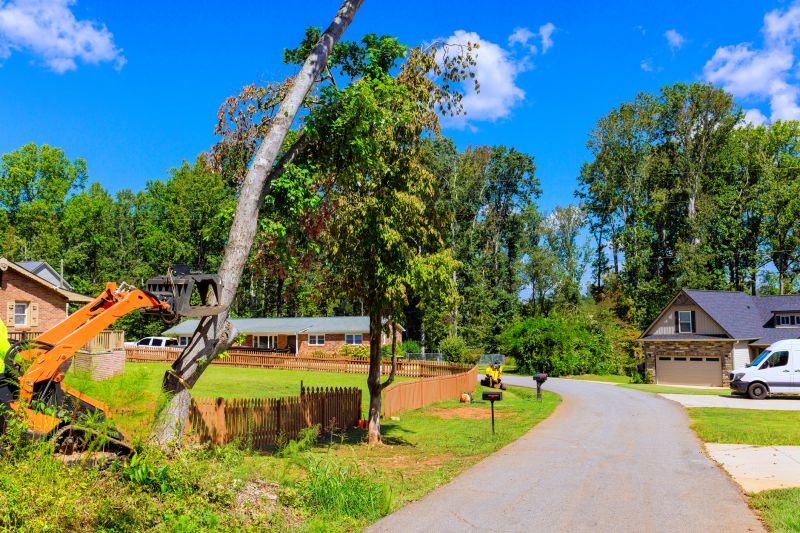 Tree Removal and Site Preparation