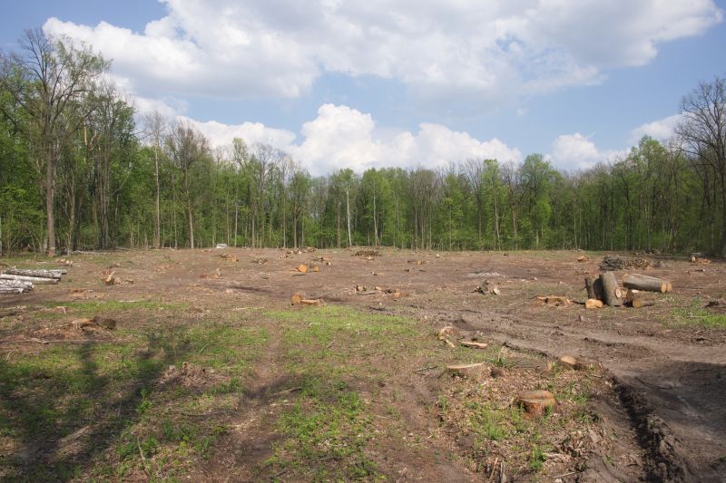 Vegetation Before Clearing